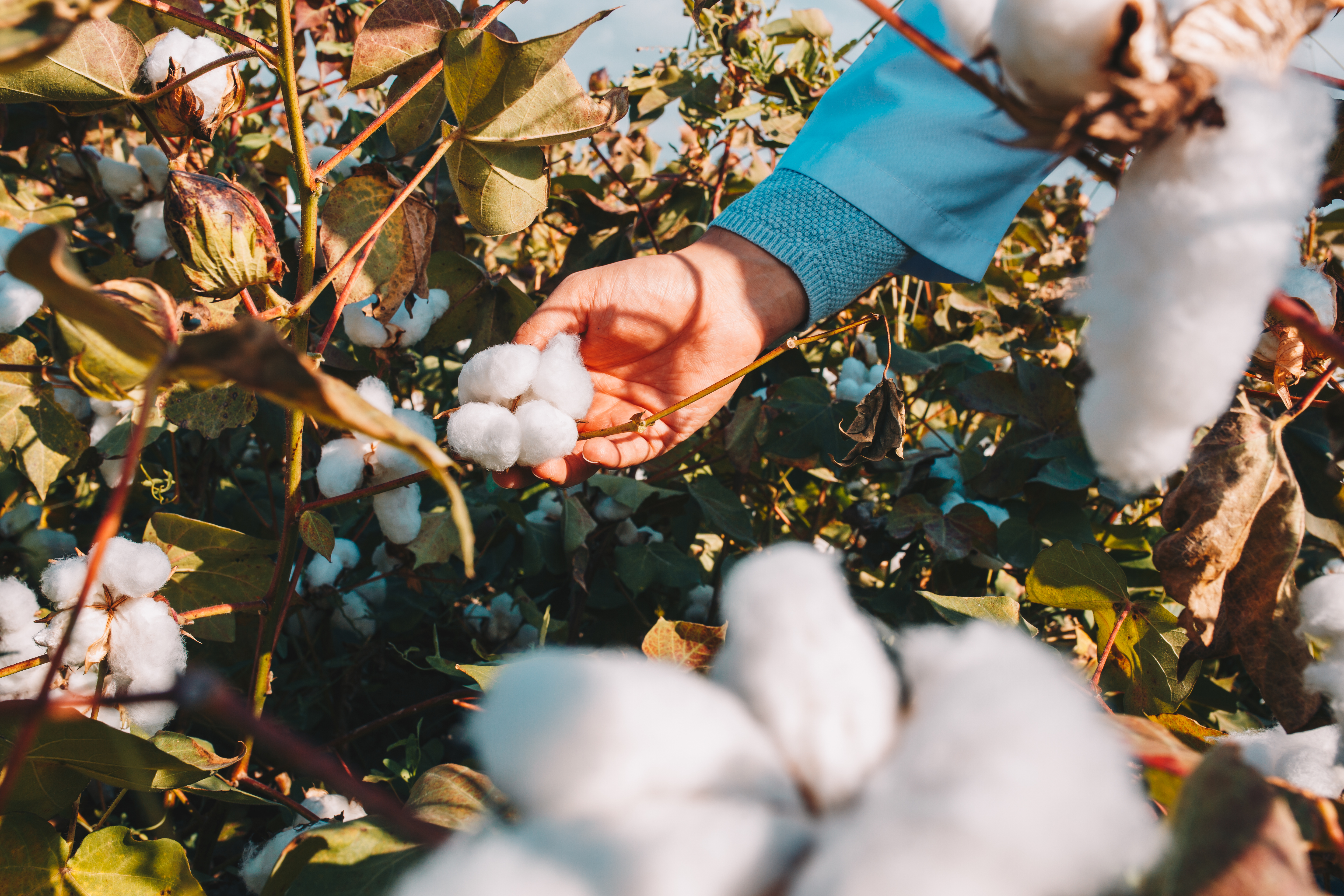 Cotton Solutions