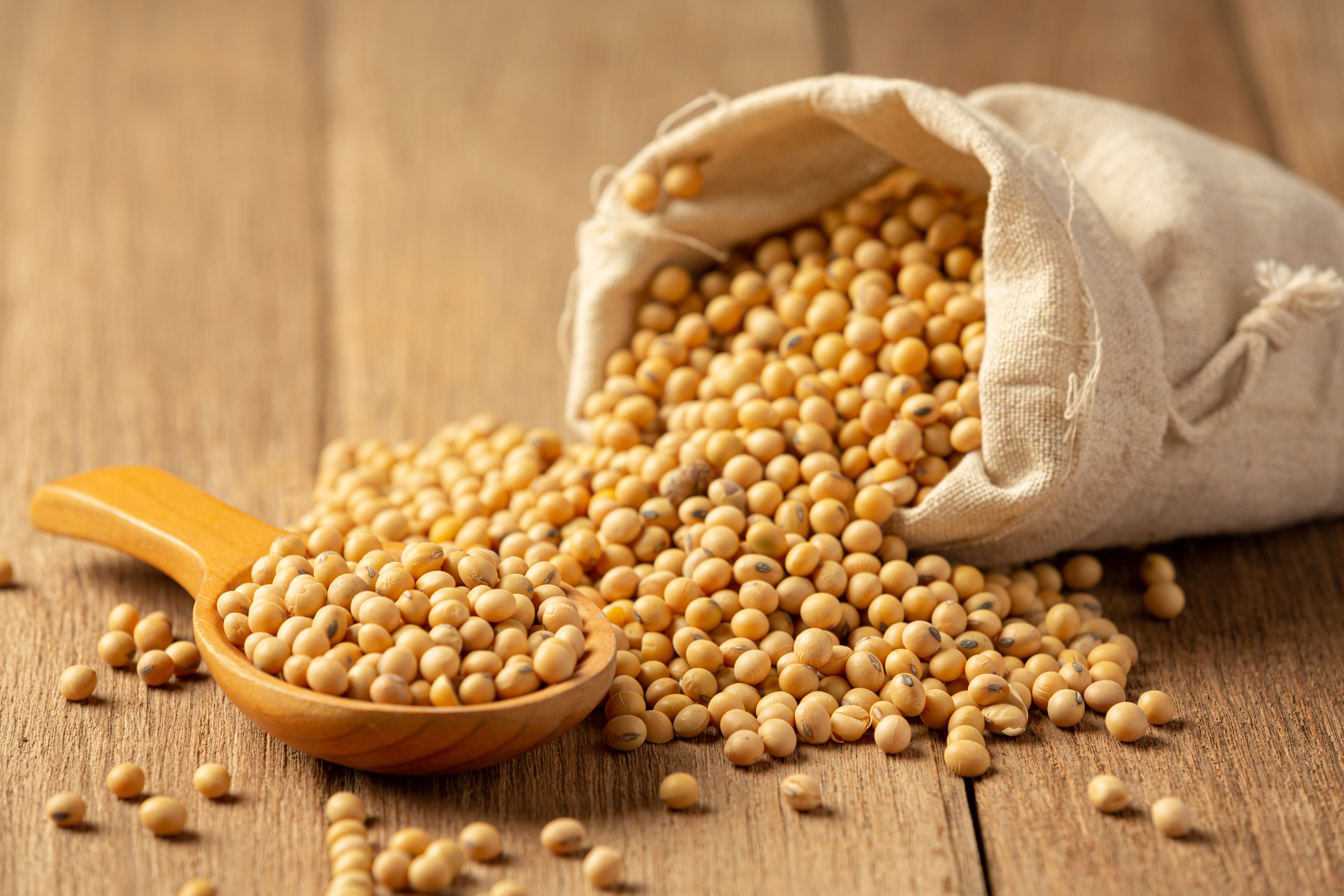 Soybean Crop